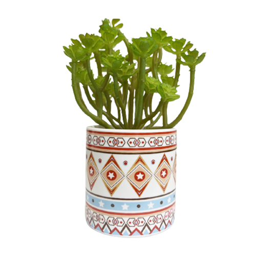 صبارة بمركن